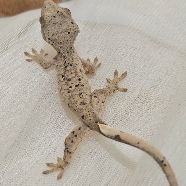 노멀 달마시안 슈퍼달마시안