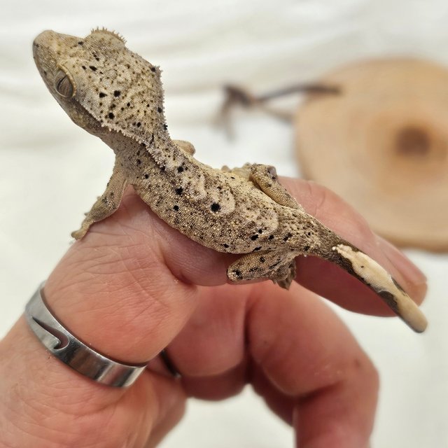 노멀 달마시안 슈퍼달마시안