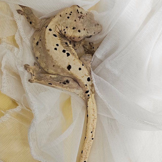 노멀 달마시안 슈퍼달마시안