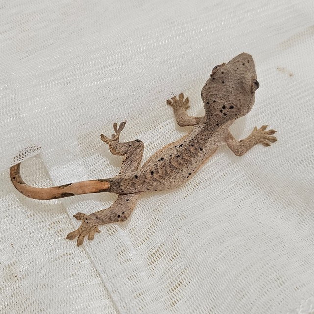 노멀 달마시안 슈퍼달마시안