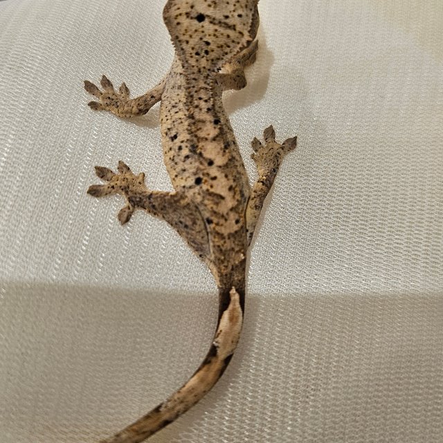 노멀 달마시안 슈퍼달마시안