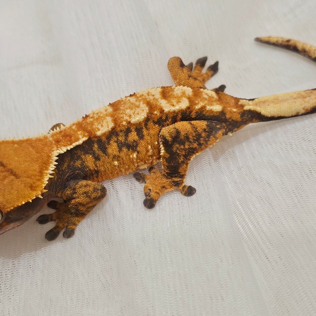 텐저린 익스트림할리퀸 트라이 노멀