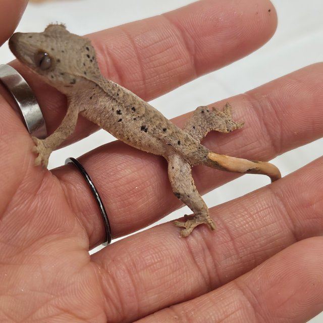 노멀 달마시안 슈퍼달마시안