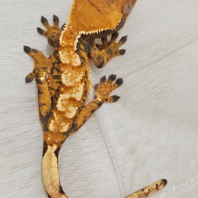 텐저린 익스트림할리퀸 트라이 노멀