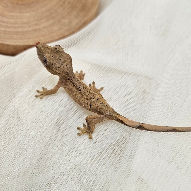 노멀 달마시안 슈퍼달마시안