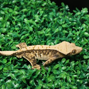 노멀 트라이 익스트림할리퀸 텐저린