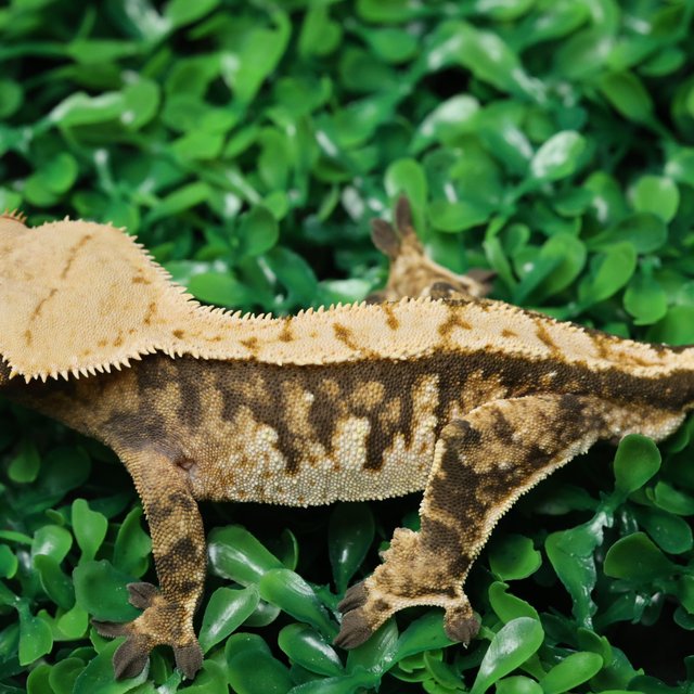 노멀 트라이 익스트림할리퀸 텐저린