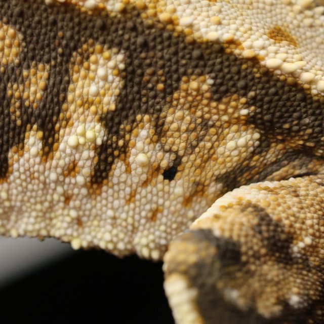 노멀 트라이 익스트림할리퀸 텐저린