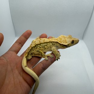 트라이 익스트림할리퀸