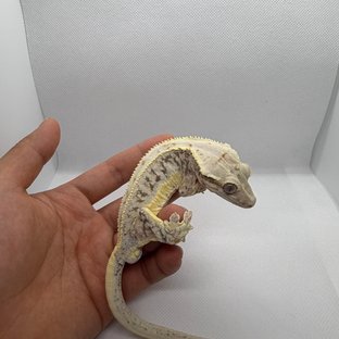 릴리화이트 풀핀