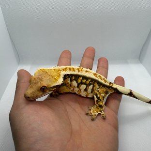 트라이 익스트림할리퀸