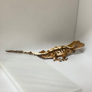 세이블