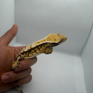 화이트스팟 트라이 익스트림할리퀸