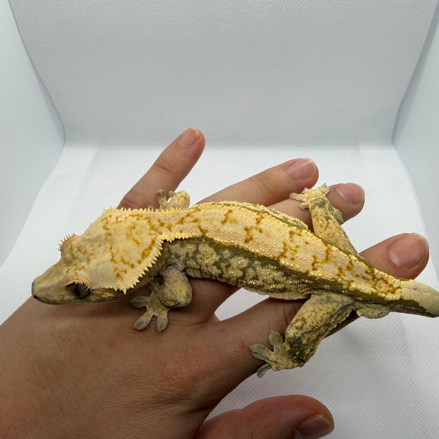 트라이 익스트림할리퀸