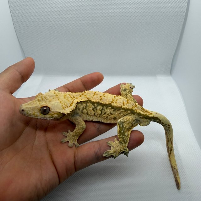 트라이 익스트림할리퀸