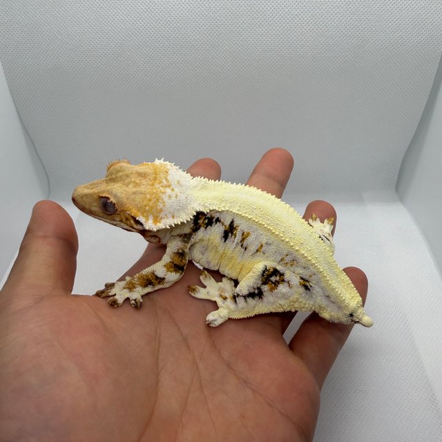 풀핀 릴리화이트 엠티백 솔리드백