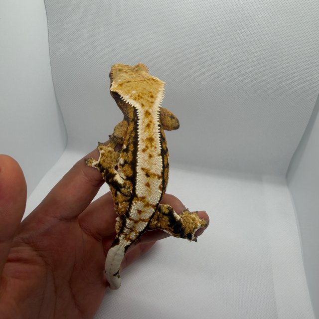 화이트스팟 트라이 익스트림할리퀸