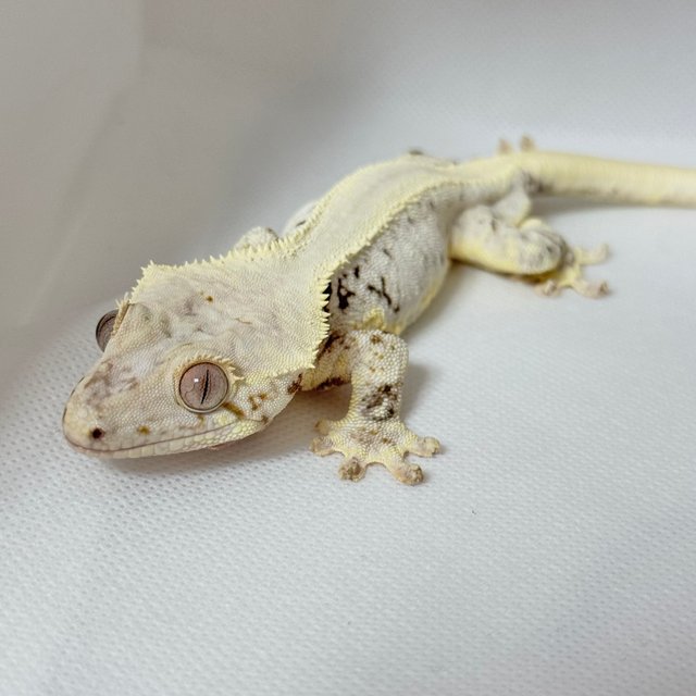 젠젝스 릴리화이트 풀핀