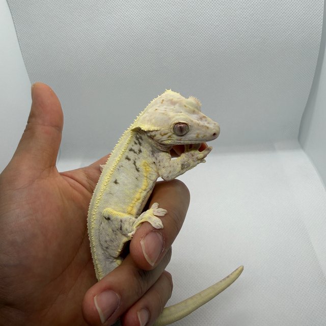 풀핀 릴리화이트