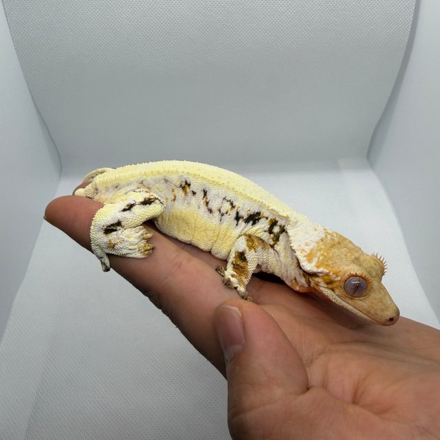 풀핀 릴리화이트 엠티백 솔리드백