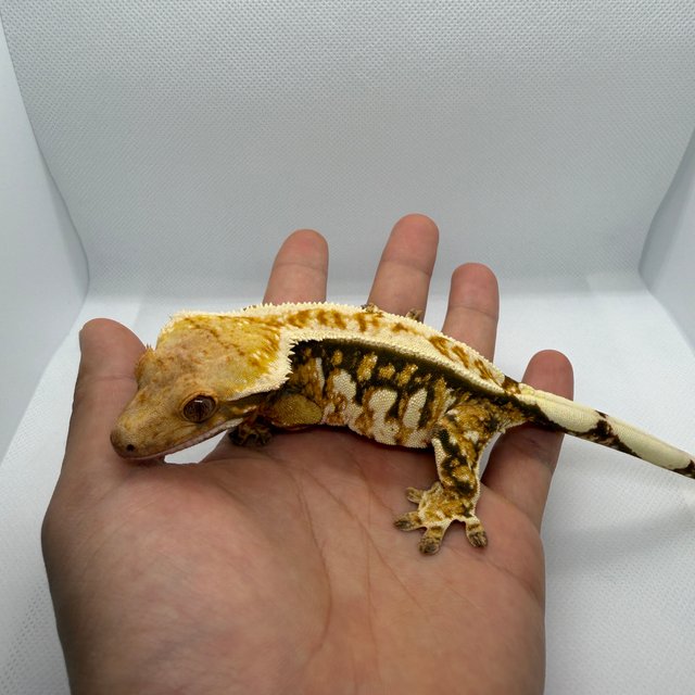 트라이 익스트림할리퀸