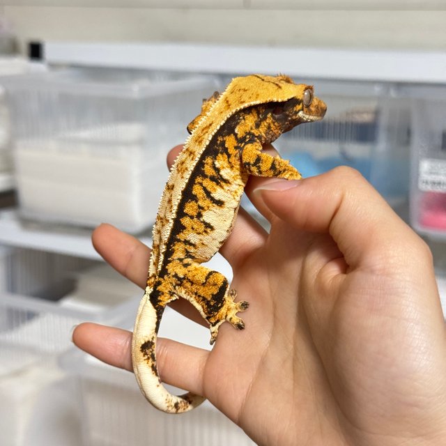 트라이 익스트림할리퀸