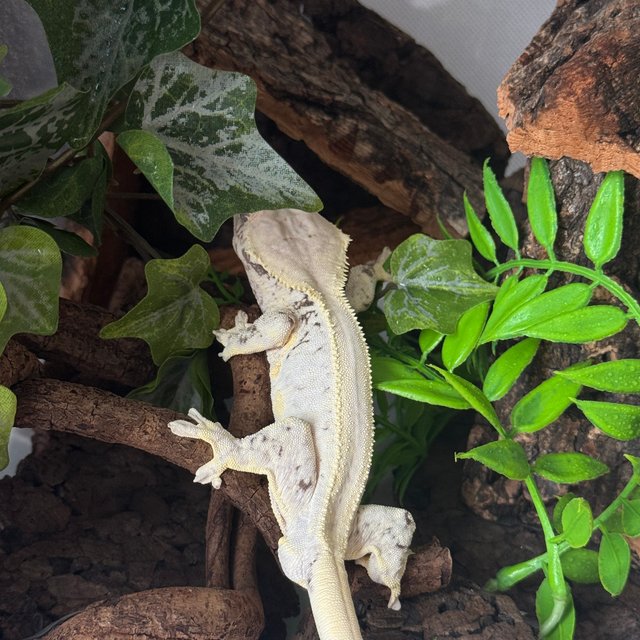 젠젝스 릴리화이트 풀핀