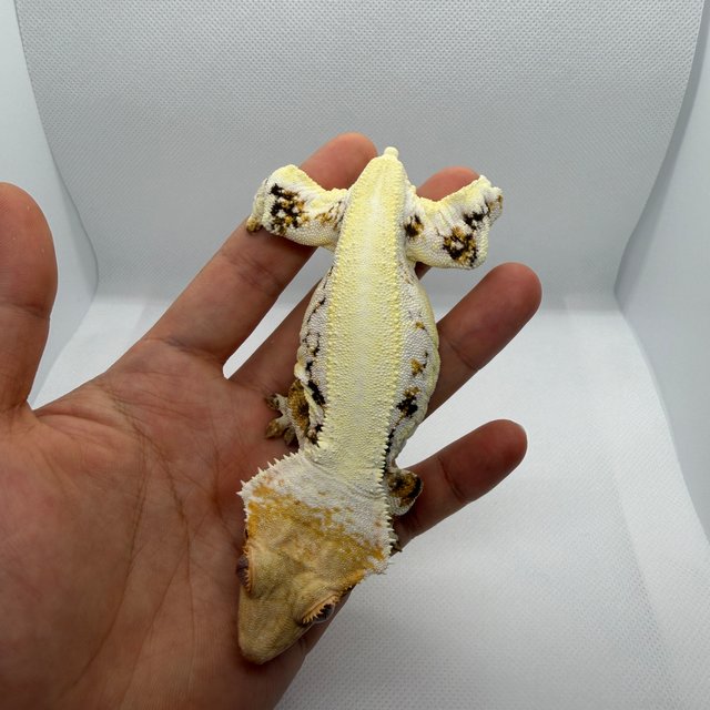 풀핀 릴리화이트 엠티백 솔리드백