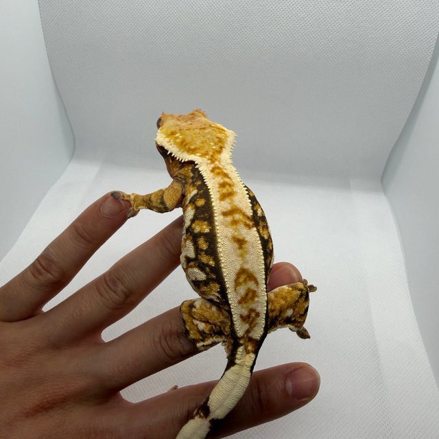 트라이 익스트림할리퀸