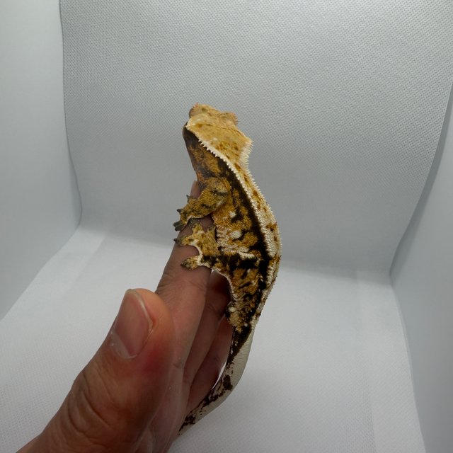 화이트스팟 트라이 익스트림할리퀸