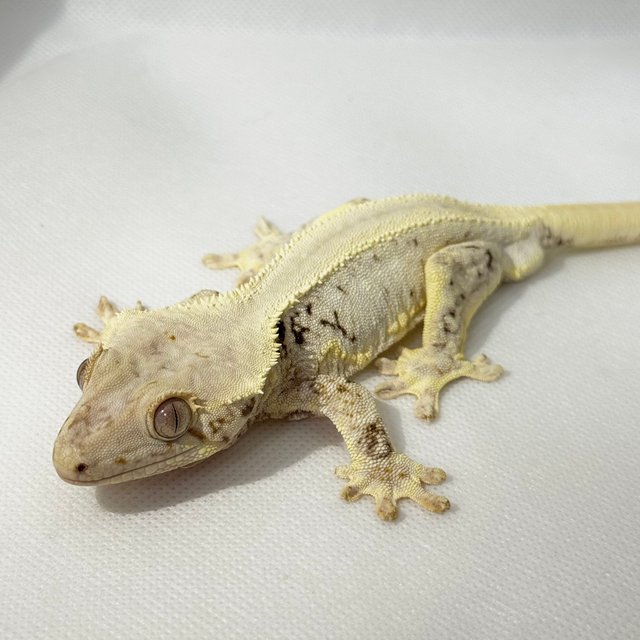 젠젝스 릴리화이트 풀핀