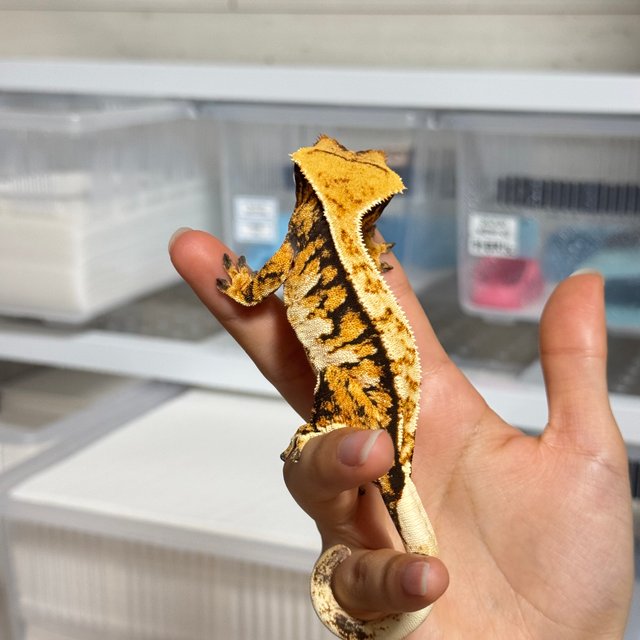 트라이 익스트림할리퀸