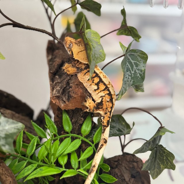 트라이 익스트림할리퀸