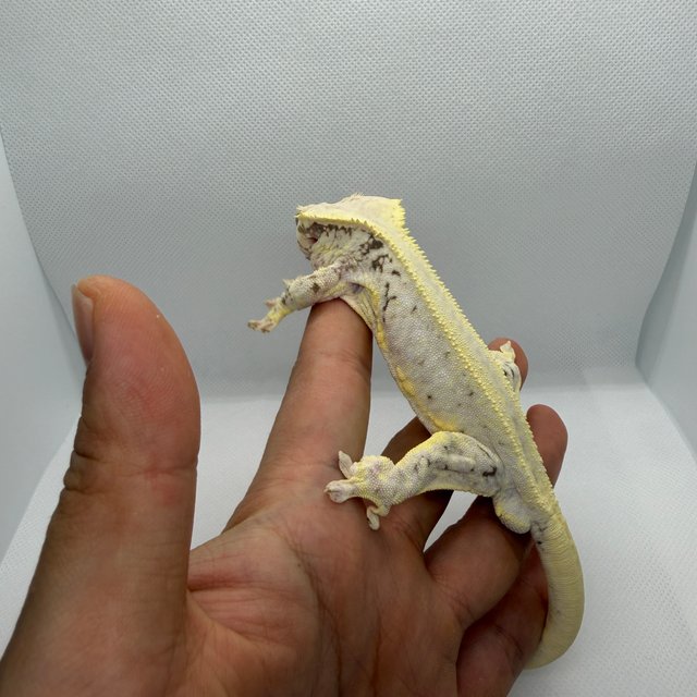 풀핀 릴리화이트