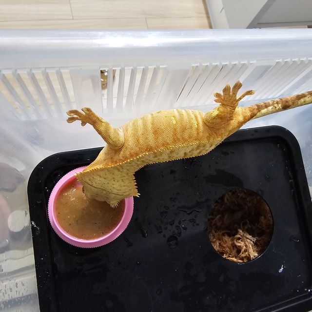 스트로베리