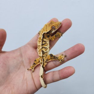 노멀 트라이 핀스트라이프 화이트스팟 화이트핀