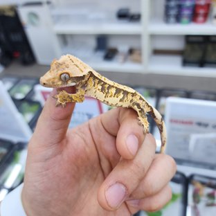 노멀 트라이 핀스트라이프 화이트스팟 화이트핀