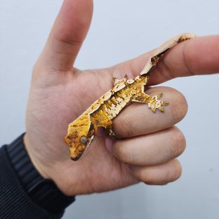 노멀 트라이 화이트스팟