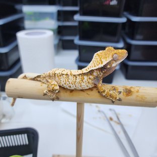 노멀 트라이 화이트스팟