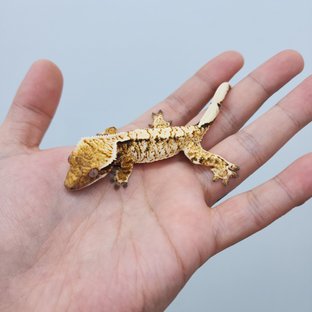 노멀 트라이 드리피 화이트스팟