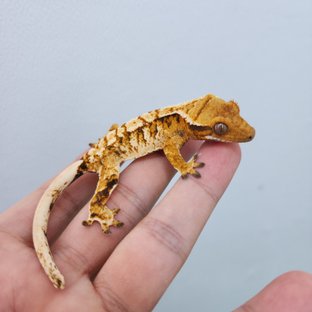 노멀 트라이 화이트스팟