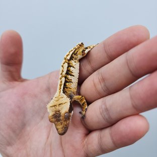 노멀 트라이 할리퀸 화이트스팟