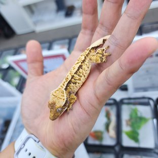 노멀 트라이 화이트스팟 화이트핀