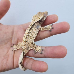 노멀 트라이 화이트스팟