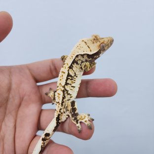 노멀 트라이 화이트스팟