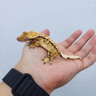 노멀 트라이 화이트스팟 화이트핀