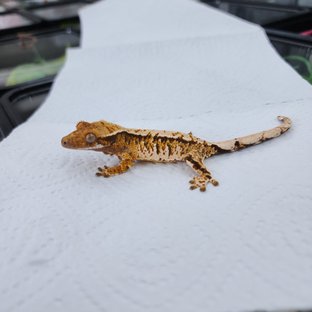 노멀 트라이 텐저린