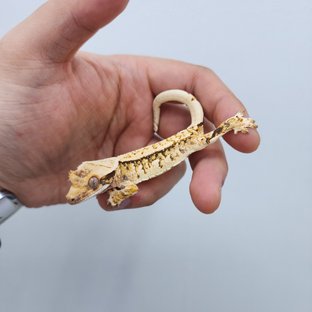 노멀 화이트핀 트라이 화이트스팟