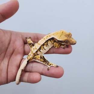 노멀 트라이 할리퀸