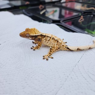 노멀 트라이 화이트스팟